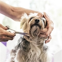  GET a GROOM  Dog Groomer