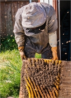pest control Budget  Bee Control